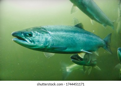 Salmon Swimming In Green Water