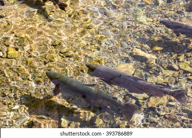 Salmon Swimming In River Background