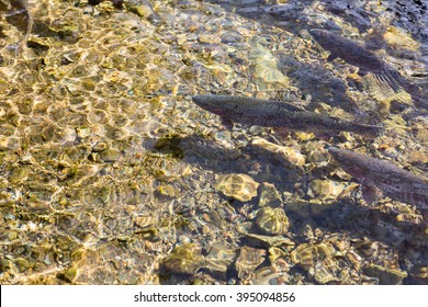 Salmon Swimming In River Background