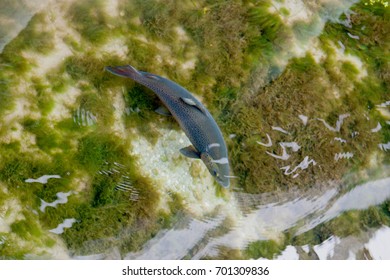 Salmon Swims In The Salmon Farm In The South West Land Salmon, Hokitika, South Island, New Zea Land