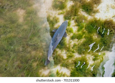 Salmon Swims In The Salmon Farm In The South West Land Salmon, South Island, New Zea Land