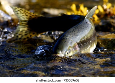 A Salmon Swims Up A Stream In Alaska At Sunset