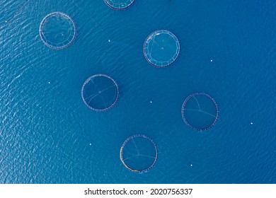 Salmon Trout Fish Farm. Highlands, Scotland.