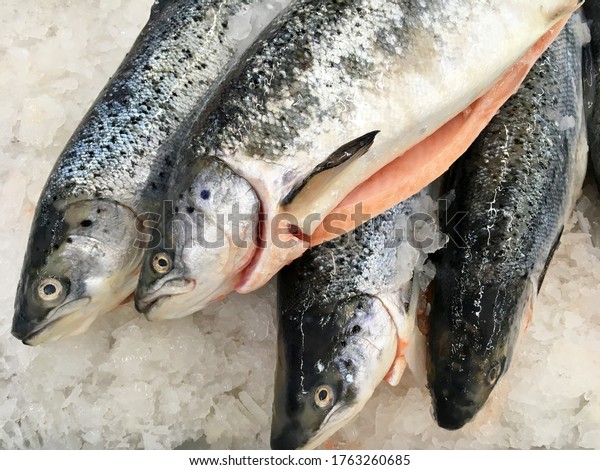 Salmon trout red fish on ice in supermarket. Raw\
whole salmon, red trout fish in ice seafood shop display. Fresh sea\
trout fish meat of big salmon family closeup. Wild sea food red\
steak top view