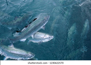 salmon in water