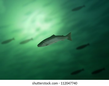  Salmon In Water On Background Of The Fish's Shoal