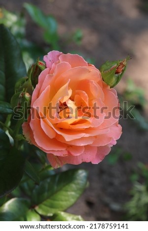 Salmon, yellow and pink color Hybrid Tea Rose Rosemary Harkness flowers in a garden in July 2021. Idea for postcards, greetings, invitations, posters, wedding and Birthday decoration, background 