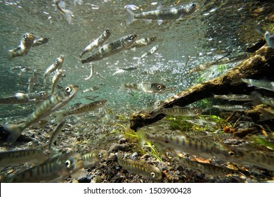 Salmon Young Fish On A River.