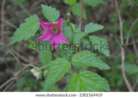 Salmonberry has thin, erect, woody stems that are 1-4m tall. The lower part of the stem is often bare, with the foliage at the uppermost aspect. Stockfoto © 