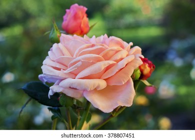 Salmon-colored Flower. Rose 