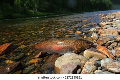 Salmonidae Brachymystax Siberian Lenok Fish On The Background Of Wild Nature