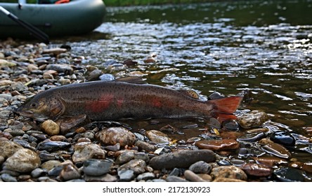 Salmonidae Brachymystax Siberian Lenok Fish On The Background Of Wild Nature