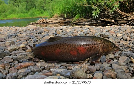 Salmonidae Brachymystax Siberian Lenok Fish On The Background Of Wild Nature