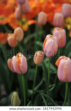Salmon-pink Single Late tulips (Tulipa) Belle du Monde bloom in a garden in April 2017 Stock fotó © 