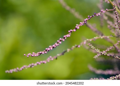 Salt Cedar - Latin Name - Tamarix Ramosissima