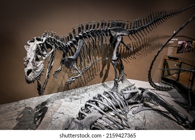 Salt Lake City, Utah USA - March 16th, 2022: Dinosaurs At Natural History Museum Of Utah