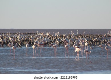 Salt Lake Flamingos During The Incubation Period