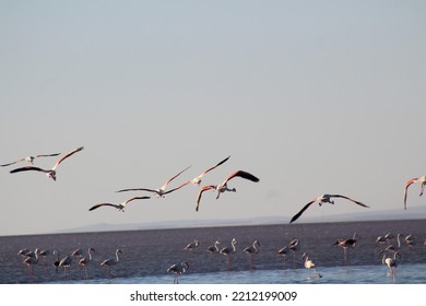 Salt Lake Flamingos During The Incubation Period