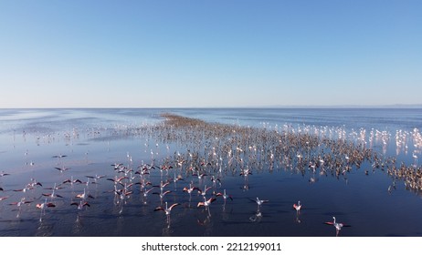 Salt Lake Flamingos During The Incubation Period