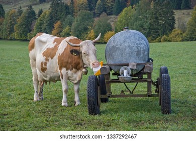 Salt Lick On The Water Barrel, The Cow Enjoys This Special Treat