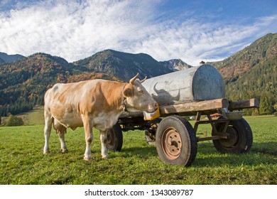 Salt Lick On The Water Barrel, The Cow Enjoys This Special Treat