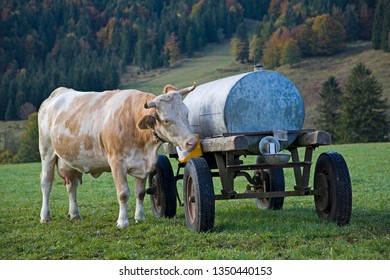 Salt Lick On The Water Barrel, The Cow Enjoys This Special Treat