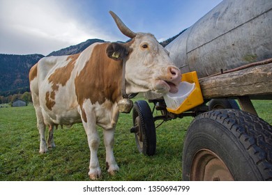 Salt Lick On The Water Barrel, The Cow Enjoys This Special Treat