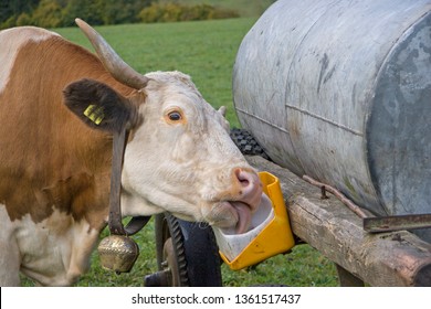 Salt Lick On The Water Barrel, The Cow Enjoys This Special Treat