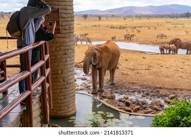 Salt Lick Safari Elephants :: Lodge :: KEnya