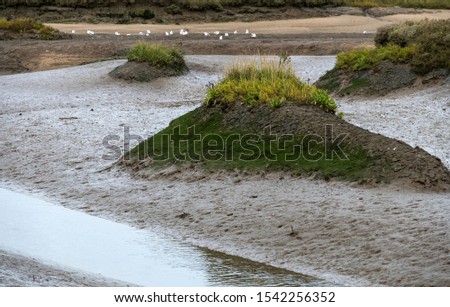 Salt marsh landscape at low tide
