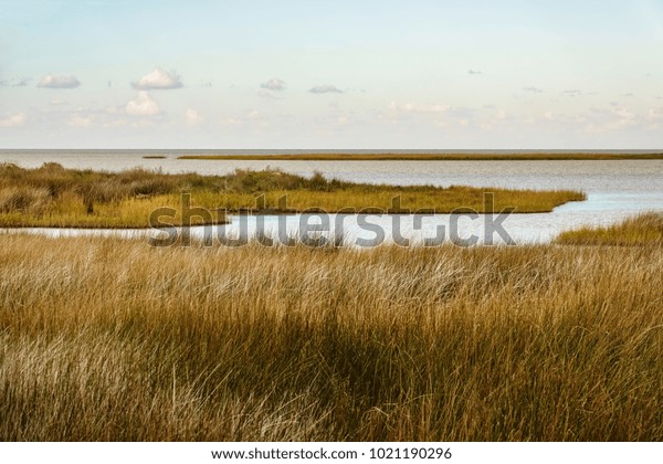 Salt Marsh Saltmeadow Cordgrass Binomial Name Stock Photo (Edit Now ...