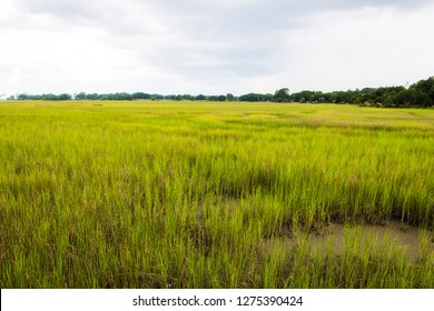 Salt Marsh At Shem Creek In Mount Pleasant South Carolina