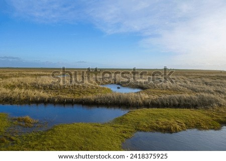 Similar – a tideway leads through the blooming salt marshes on Hallig Gröde