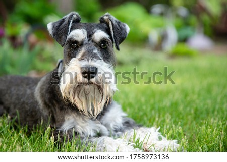 salt and pepper miniature schnauzer laying on green grass looking directly at viewer. 