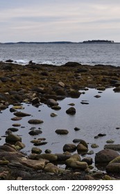 A Salt Pond Revealed At Low Tide In Maine.