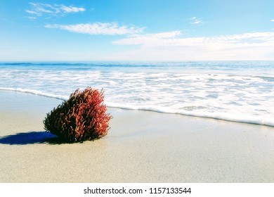 Salt Ponds Beach, Hampton, VA