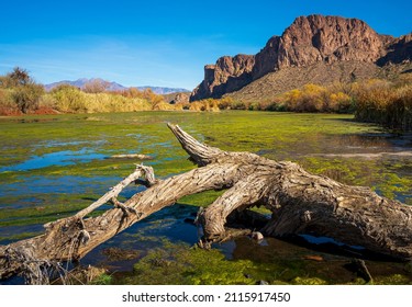 Salt River, AZ With Algae