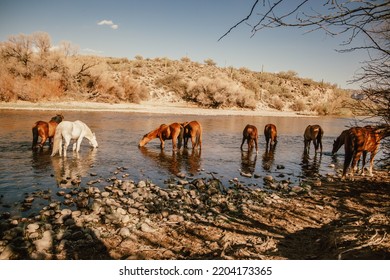 Salt River In Tonto National Forest