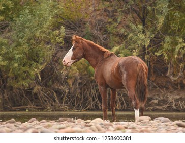 Salt River Wild Horse 