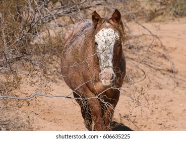 Salt River Wild Horse Scottsdale Arizona