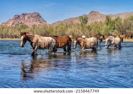Salt River Wild Horses in Tonto National Forest near Phoenix, Arizona.