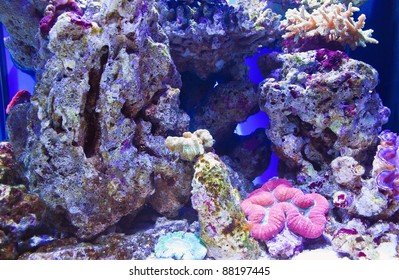 1,249 Corral reef Images, Stock Photos & Vectors | Shutterstock