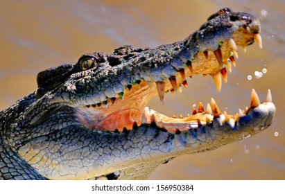 Salt Water Crocodile Australia