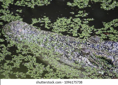 Salt Water Crocodile Camouflage Under The Water