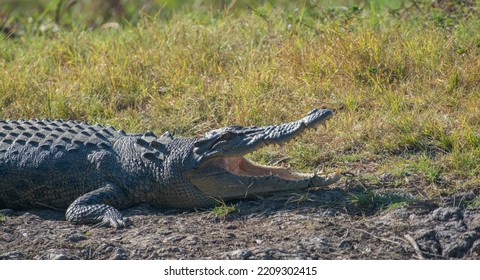 Salt water crocodile with it's mouth open - Powered by Shutterstock