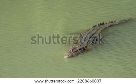 Salt water crocodile swimming in a river