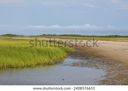 Salt water marsh in Cape cod