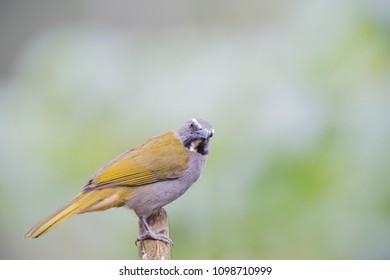 Saltator maximus bird - Shutterstock ID 1098710999