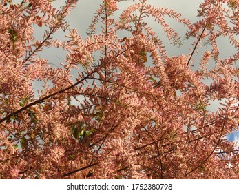 Saltcedar Or Salt Cedar, Blooming