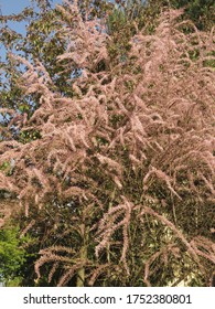 Saltcedar Or Salt Cedar, Blooming